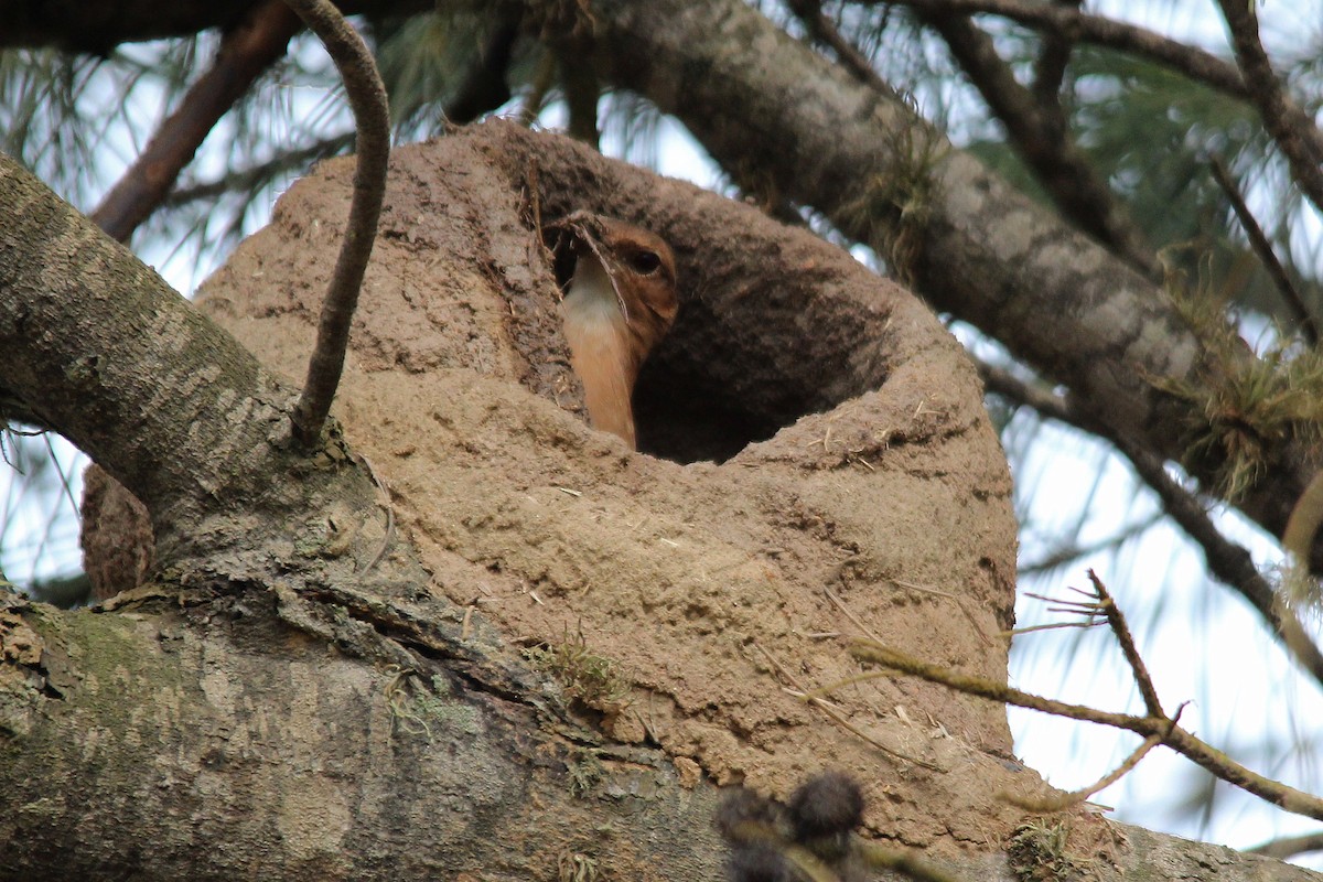 Rufous Hornero - José Dionísio JDionísio