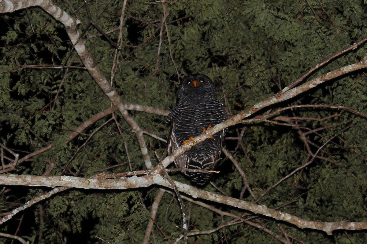 Black-banded Owl - ML392793251