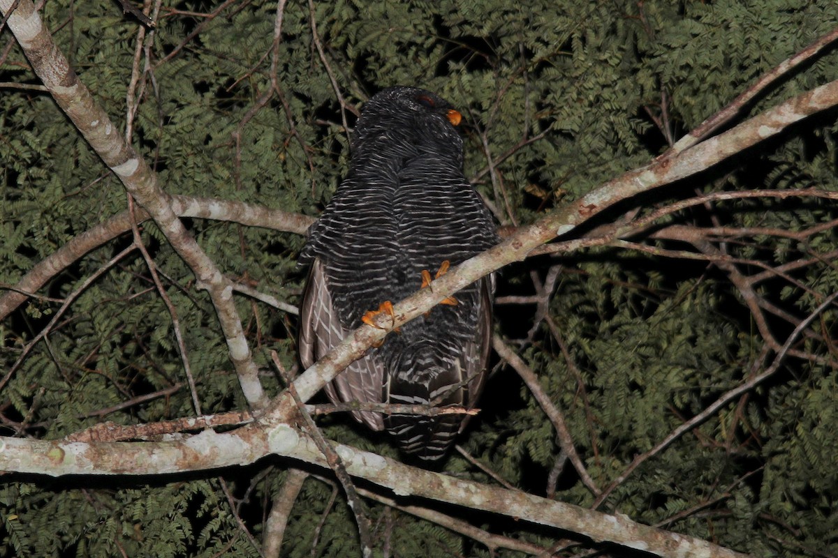 Black-banded Owl - ML392793261