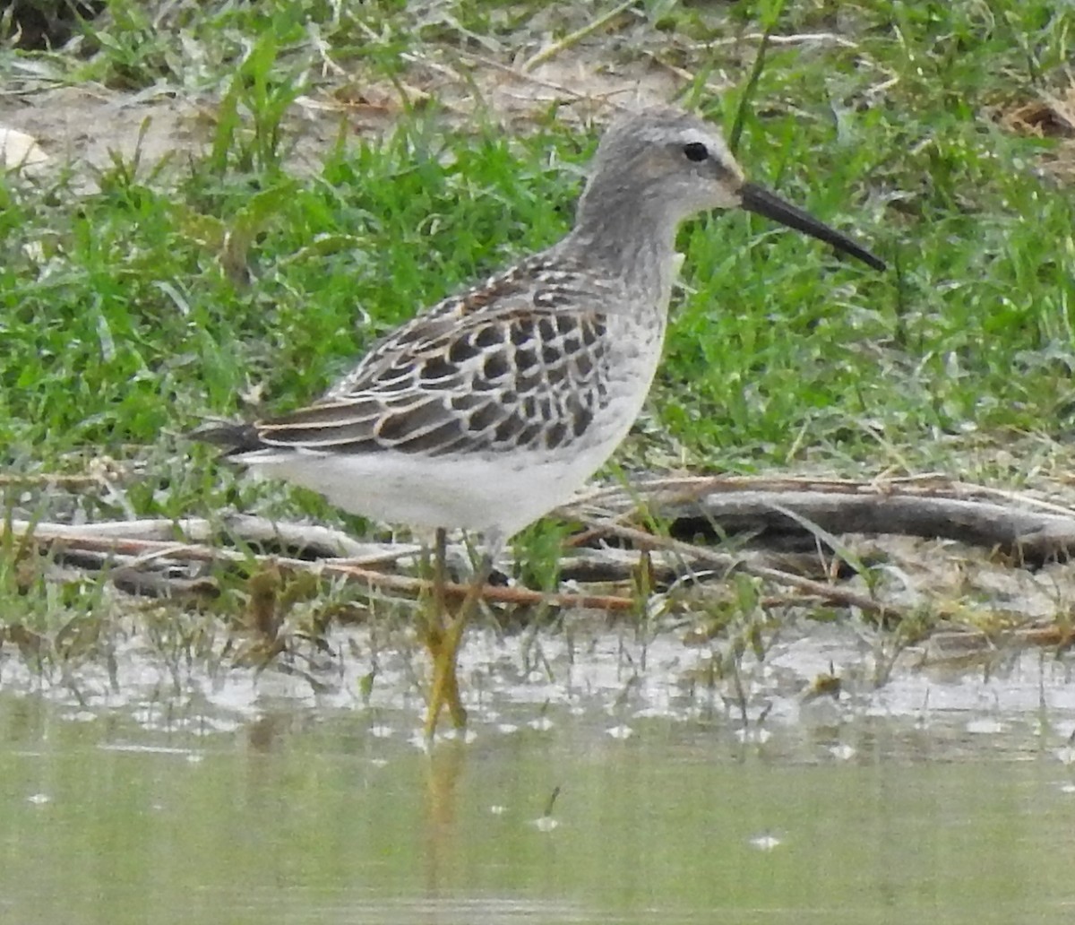 Stilt Sandpiper - ML392793491