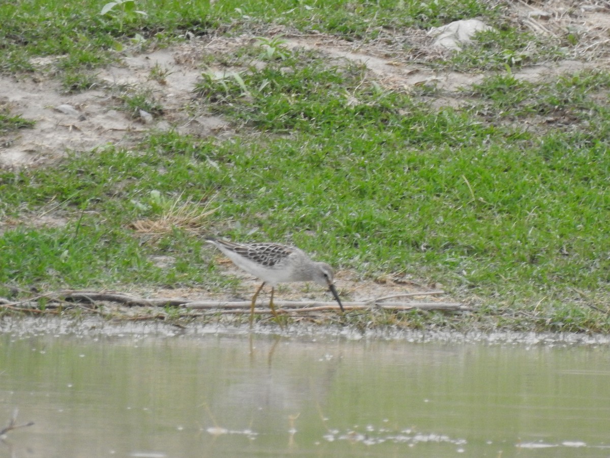 Stilt Sandpiper - ML392793561