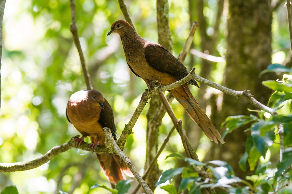 Brown Cuckoo-Dove - ML392793981