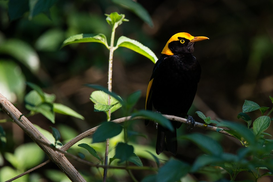 Regent Bowerbird - ML392794151