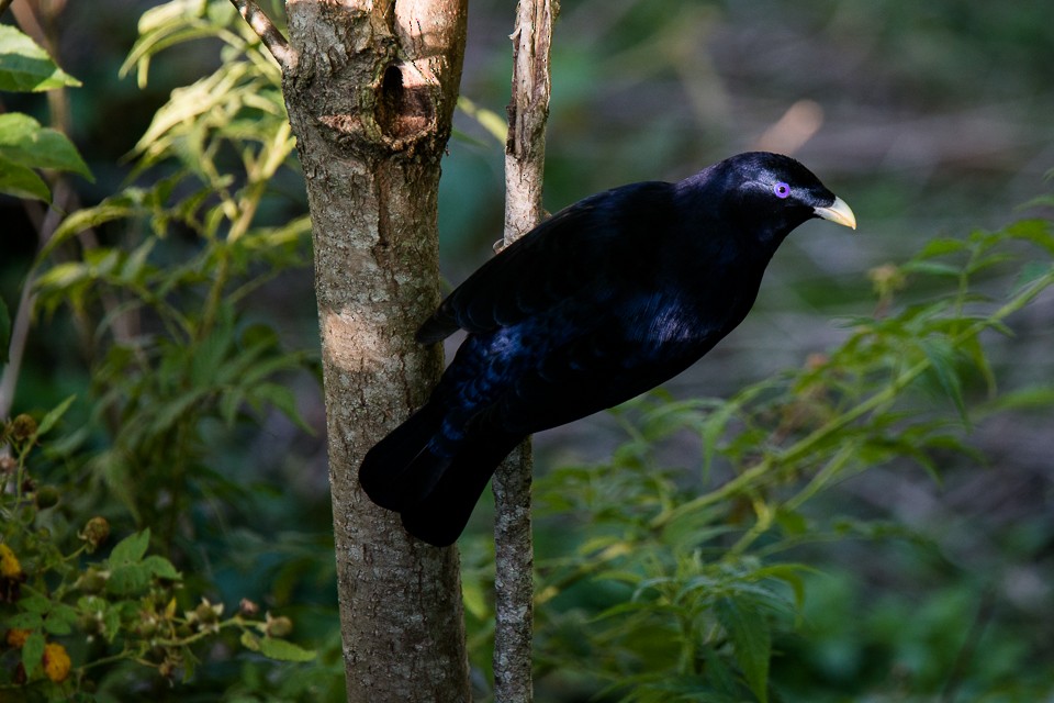 Satin Bowerbird - ML392794201