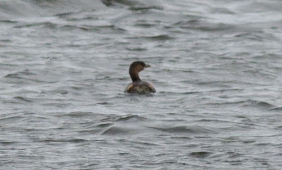 Pied-billed Grebe - ML392794991