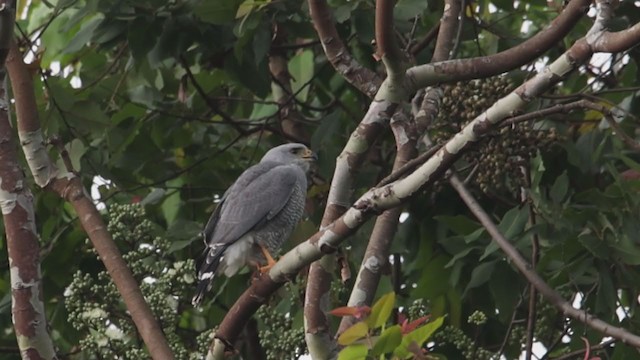 Gray Hawk - ML392795361