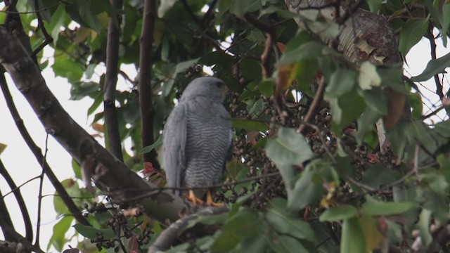 Gray Hawk - ML392795371