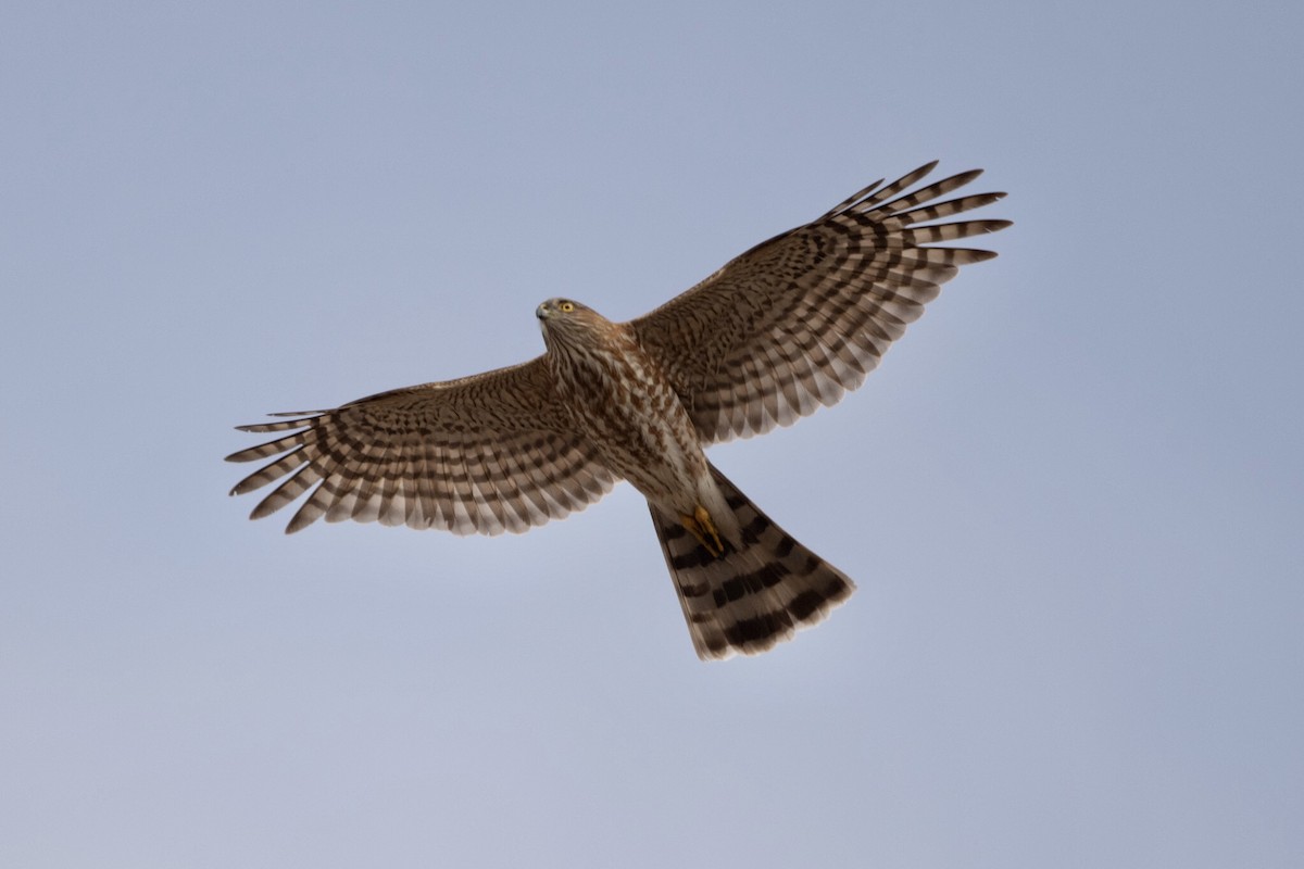 Sharp-shinned Hawk - Cynthia  Case