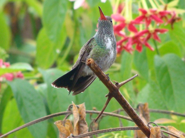 kolibřík zrcadlový - ML392796111