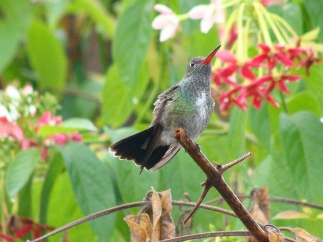 kolibřík zrcadlový - ML392796191