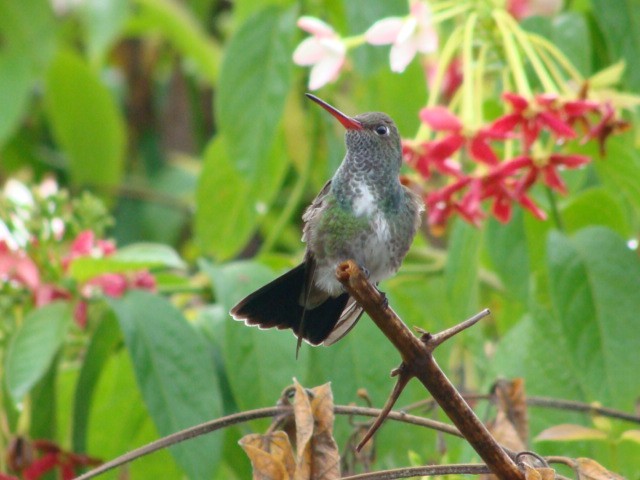 kolibřík zrcadlový - ML392796201