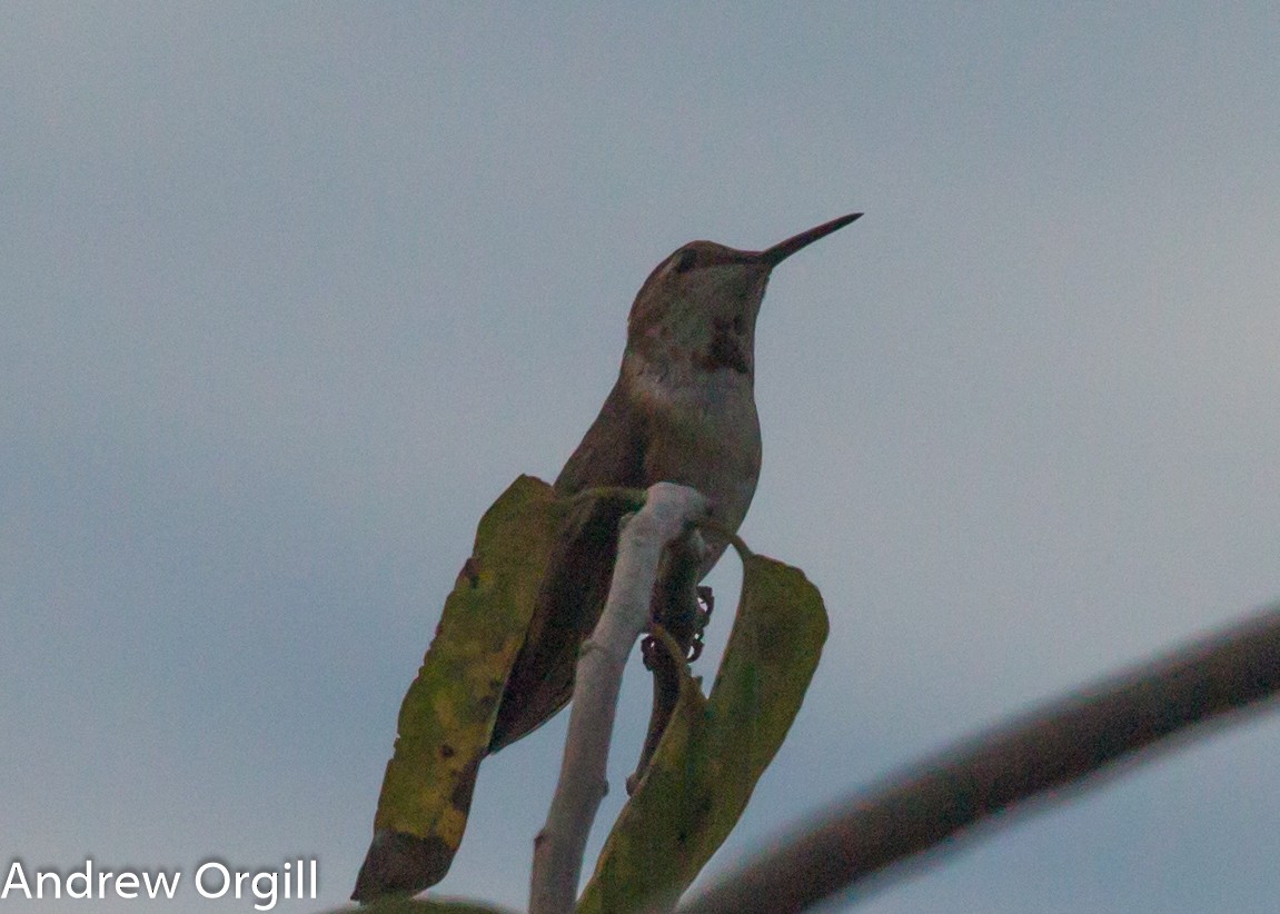 Rufous Hummingbird - Andrew Orgill