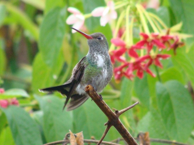 kolibřík zrcadlový - ML392796211