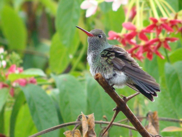 kolibřík zrcadlový - ML392796221