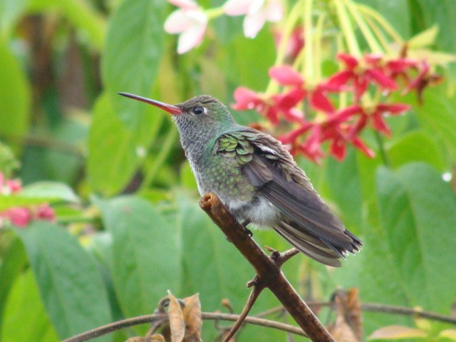 kolibřík zrcadlový - ML392796241