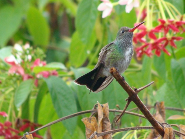 kolibřík zrcadlový - ML392796251
