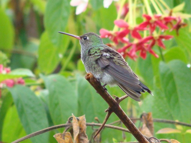 kolibřík zrcadlový - ML392796261