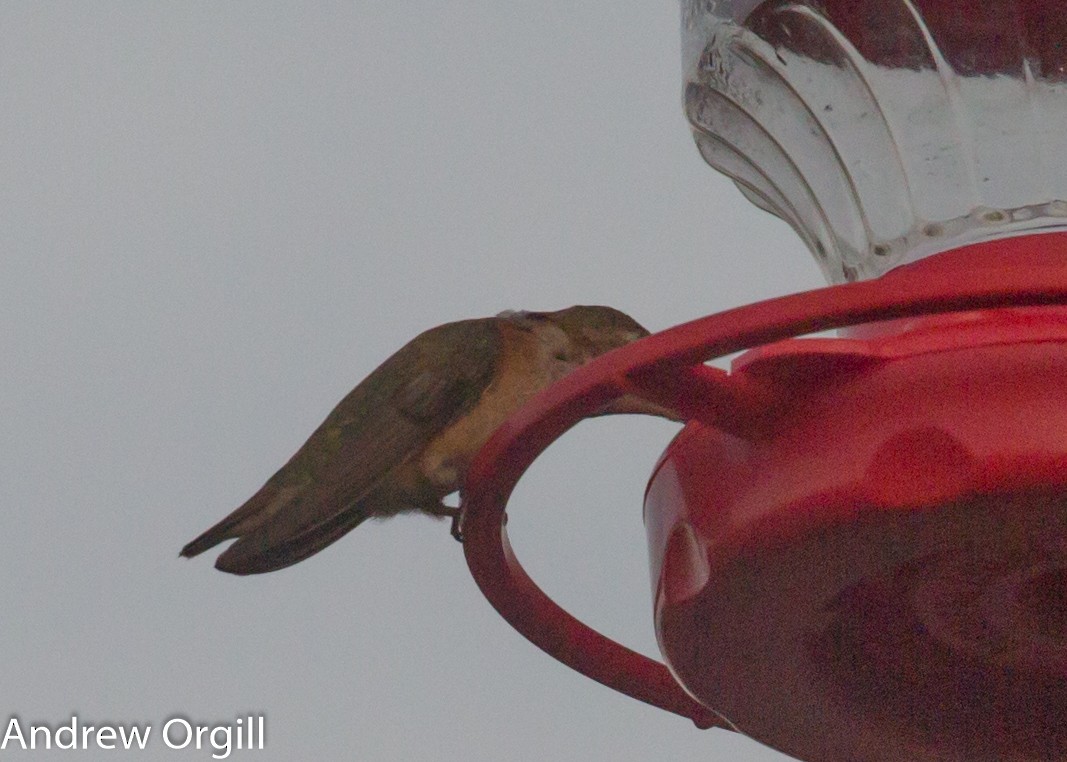 Rufous Hummingbird - Andrew Orgill
