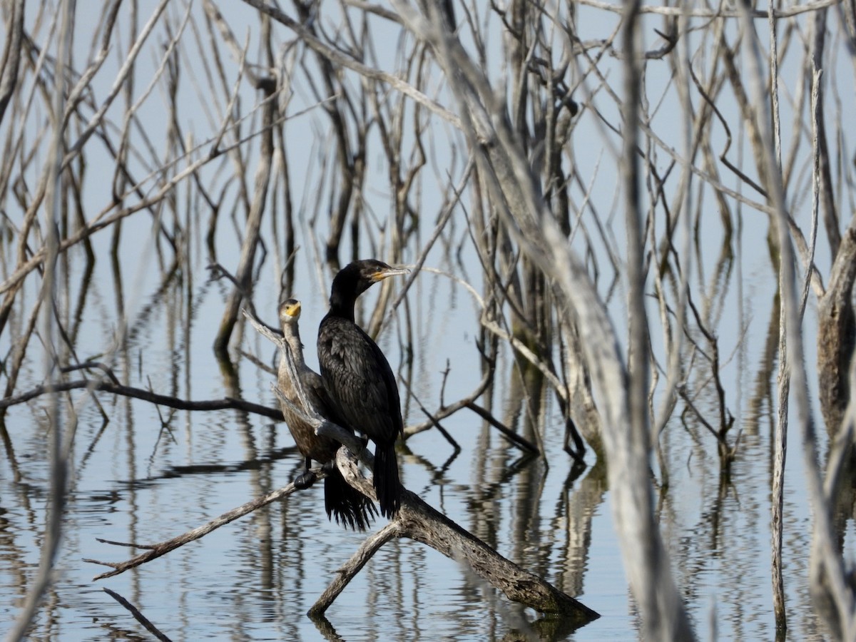 Neotropic Cormorant - Christopher Daniels