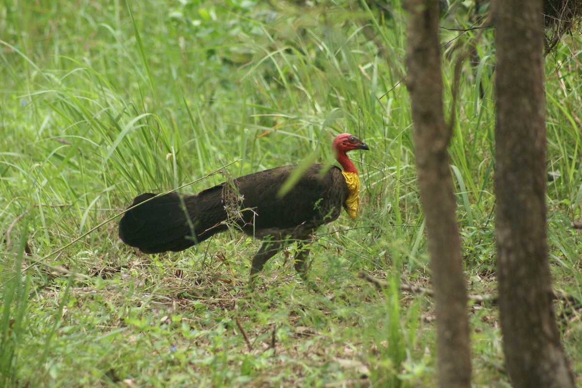 Australian Brushturkey - ML392799221