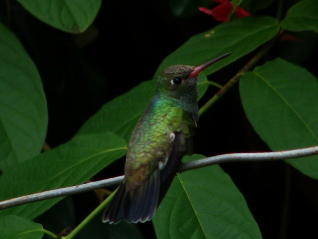 kolibřík zrcadlový - ML392799421