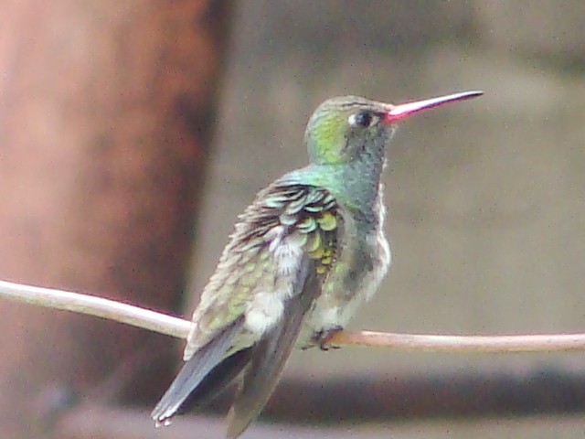 kolibřík zrcadlový - ML392799431