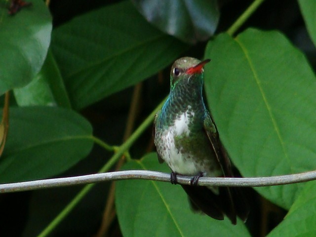 kolibřík zrcadlový - ML392799451