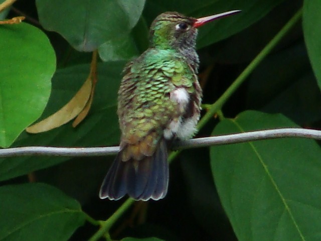 kolibřík zrcadlový - ML392799461