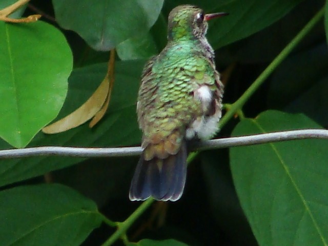 kolibřík zrcadlový - ML392799471