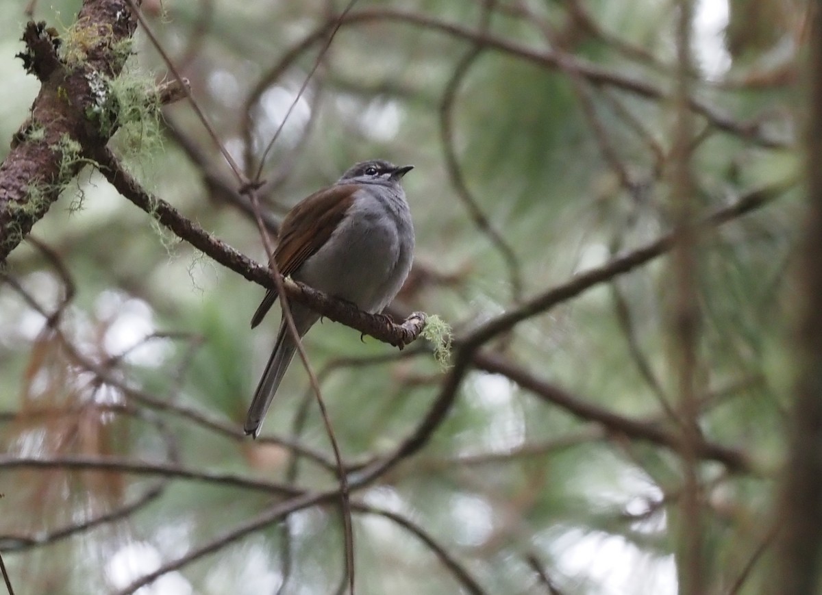 Brown-backed Solitaire - ML392799871