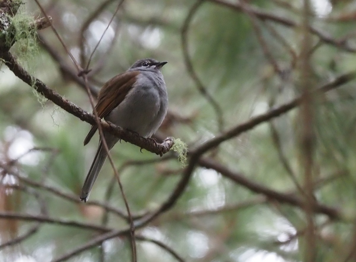 Brown-backed Solitaire - Stephan Lorenz