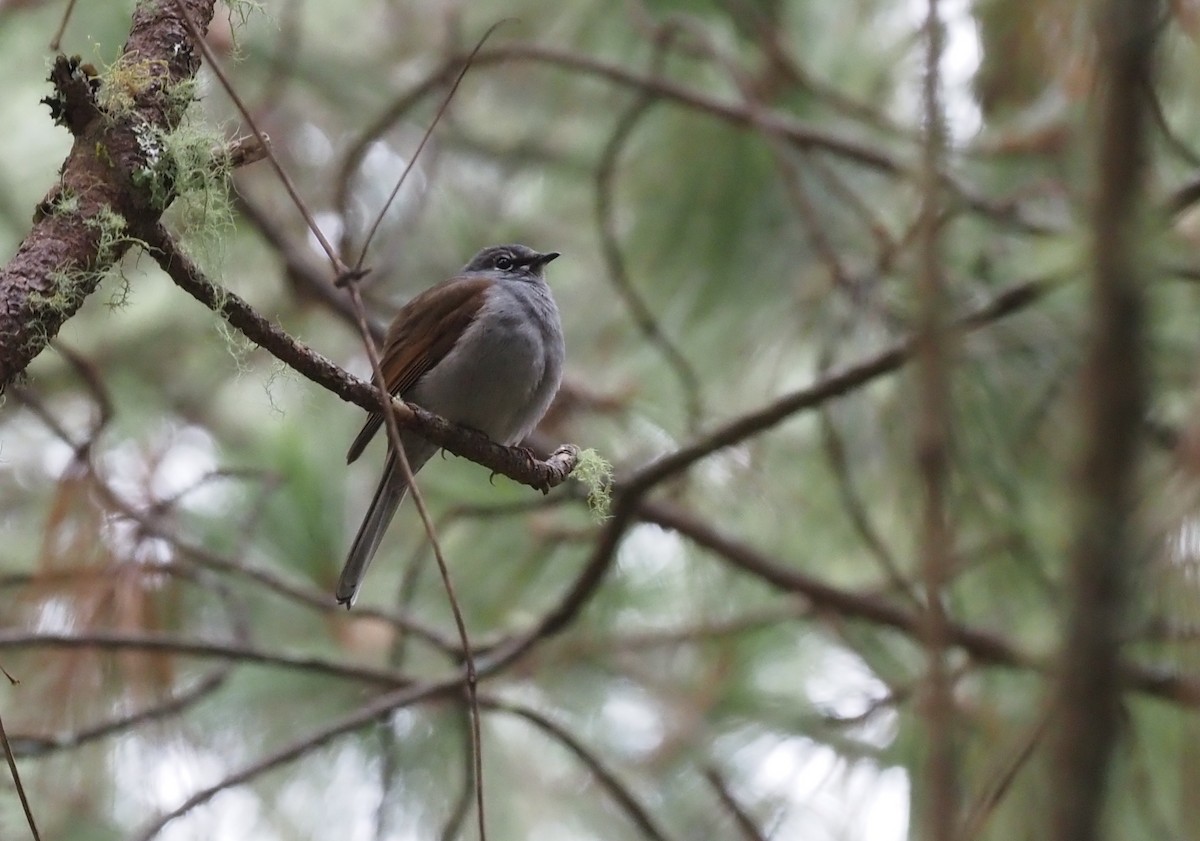 Brown-backed Solitaire - ML392799931