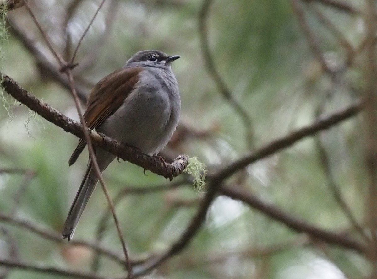 Brown-backed Solitaire - ML392799951