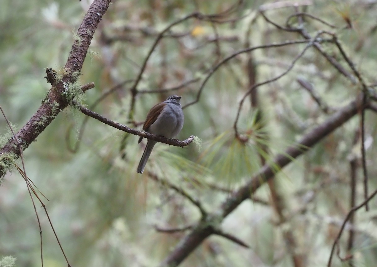 Brown-backed Solitaire - ML392800031