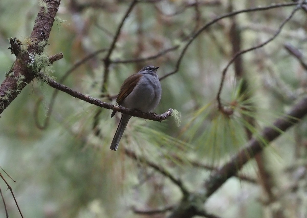 Brown-backed Solitaire - ML392800811