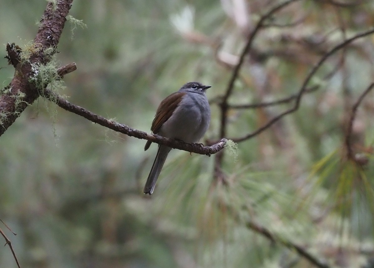 Brown-backed Solitaire - ML392800941