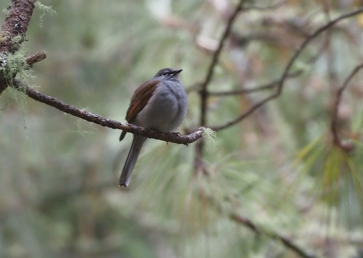 Brown-backed Solitaire - ML392801001