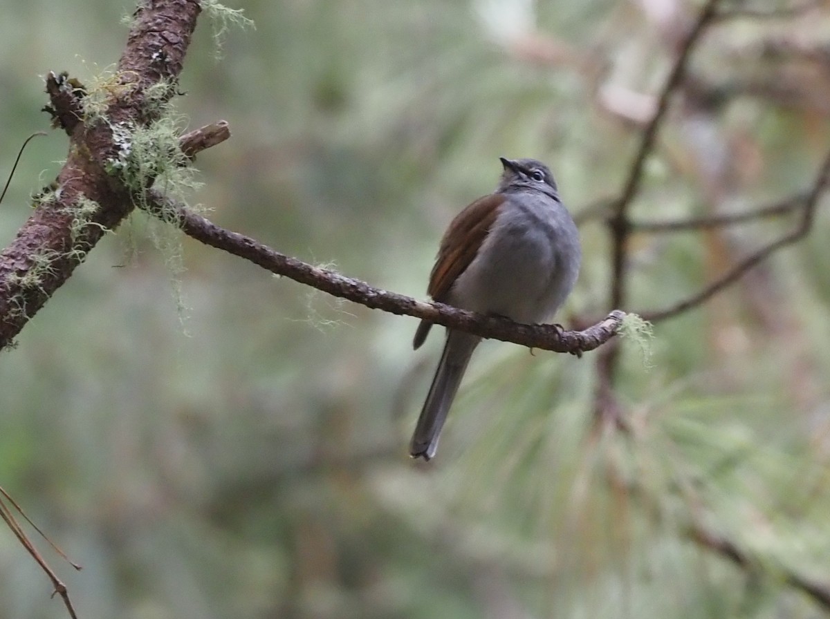 Brown-backed Solitaire - ML392801021