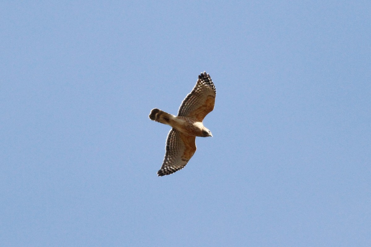 Red-shouldered Hawk - ML392801661