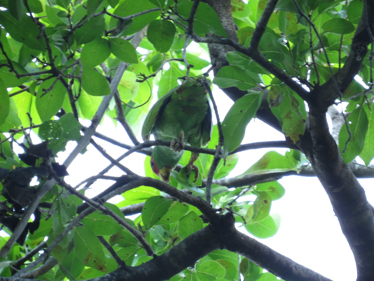 White-fronted Parrot - ML392803291
