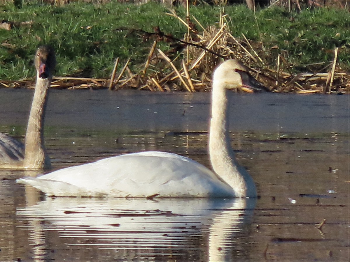 Trumpeter Swan - ML392804251