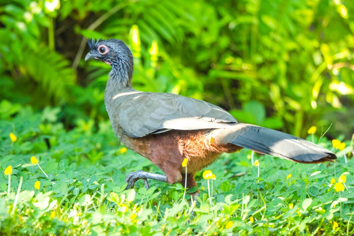 Rufous-bellied Chachalaca - ML392804881