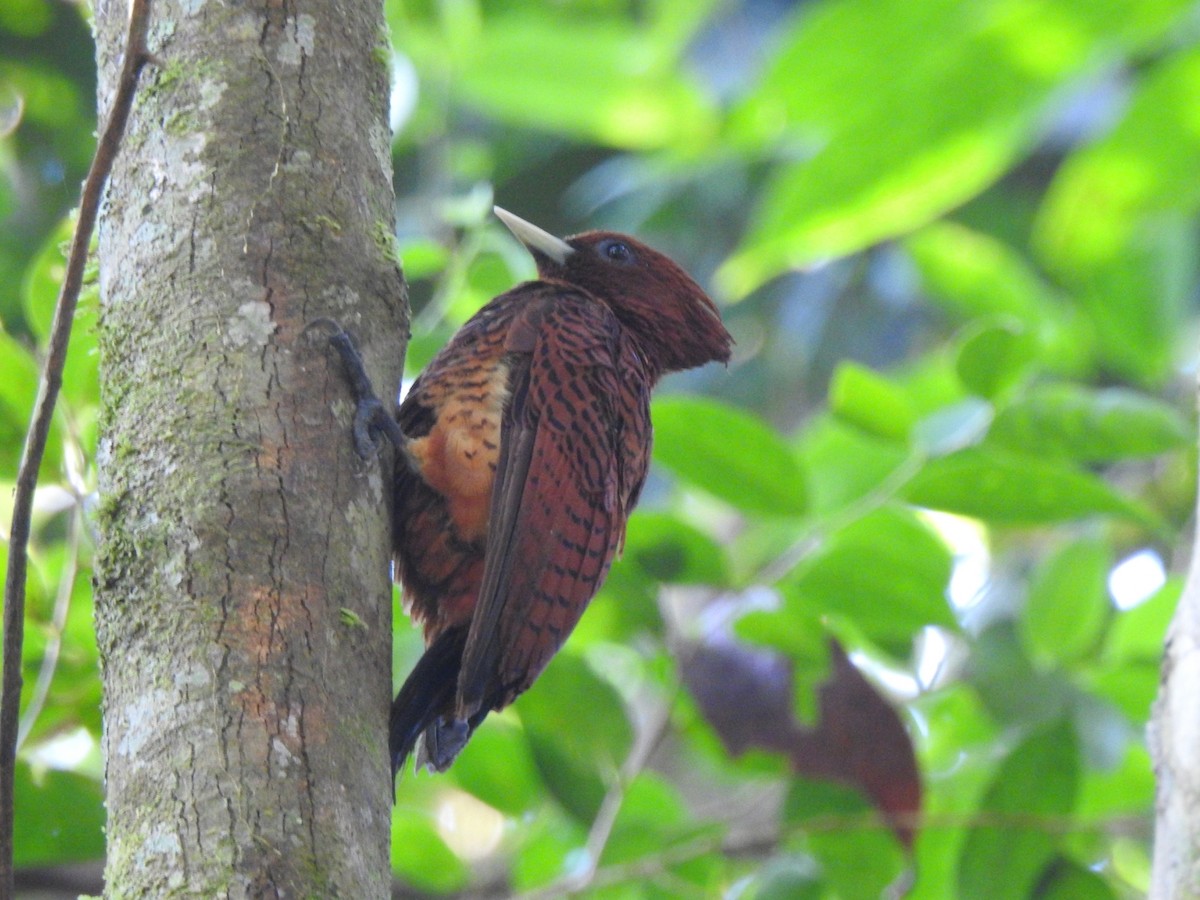 Waved Woodpecker (Scale-breasted) - ML392805851