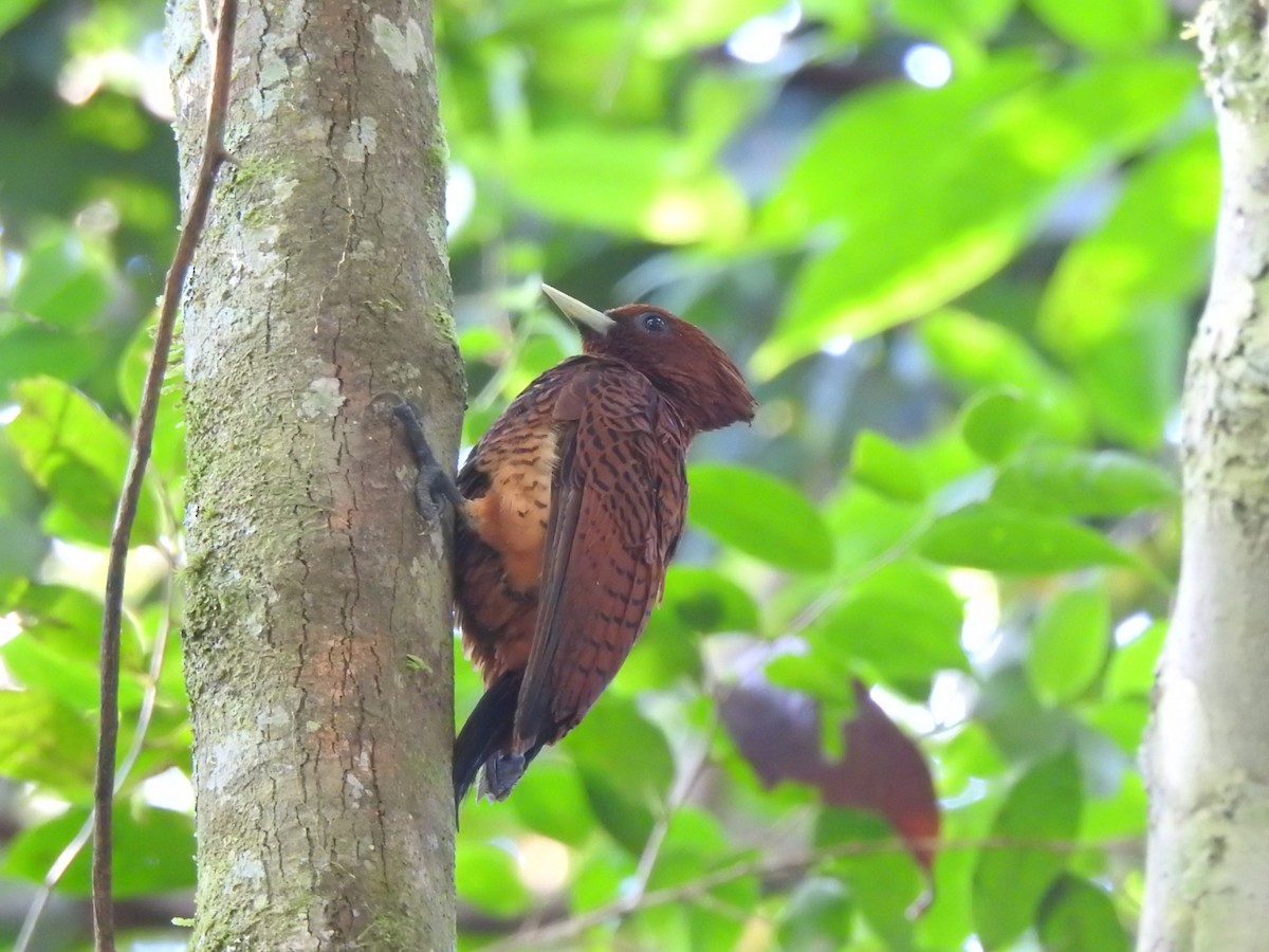 Waved Woodpecker (Scale-breasted) - ML392805901