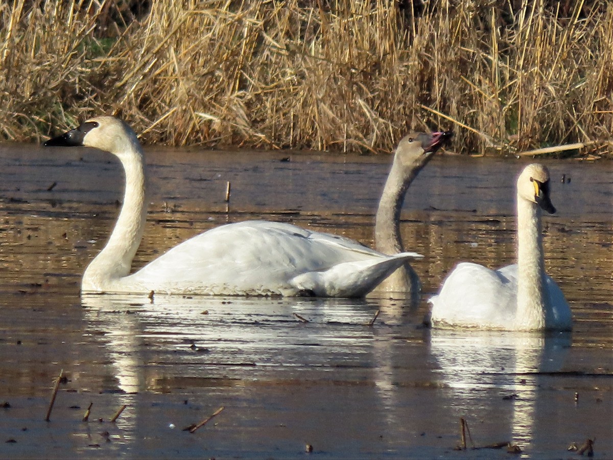 Cisne Trompetero - ML392806141