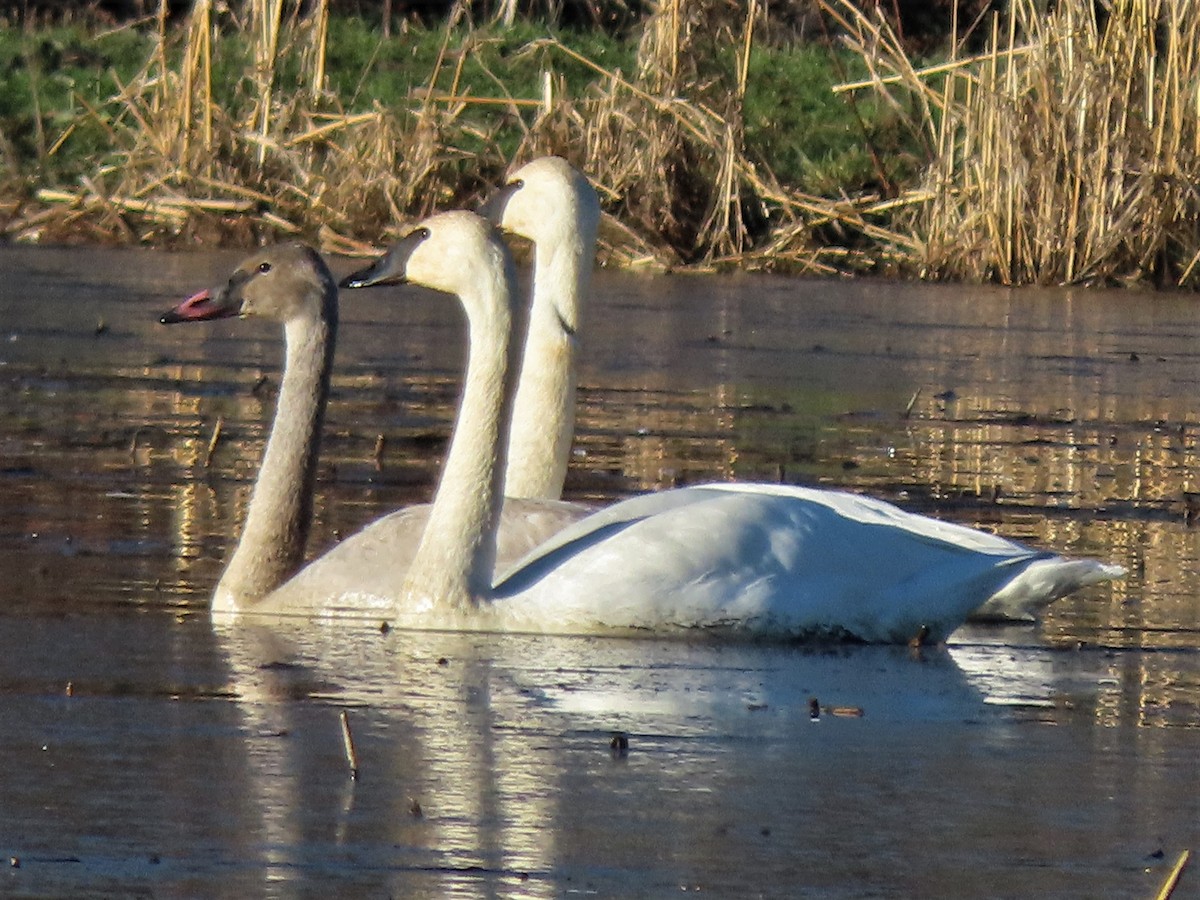 Trumpeter Swan - ML392806711