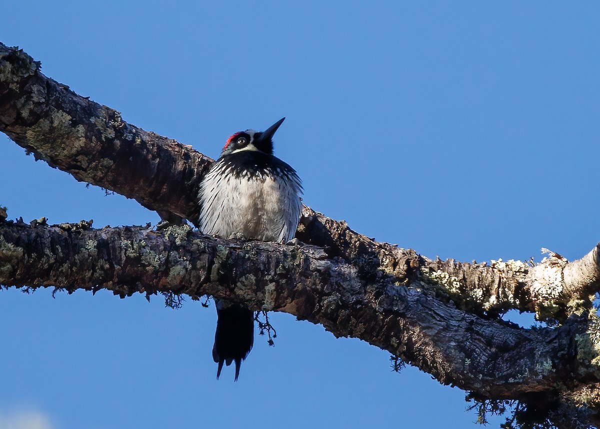 Acorn Woodpecker - Dave Brooke