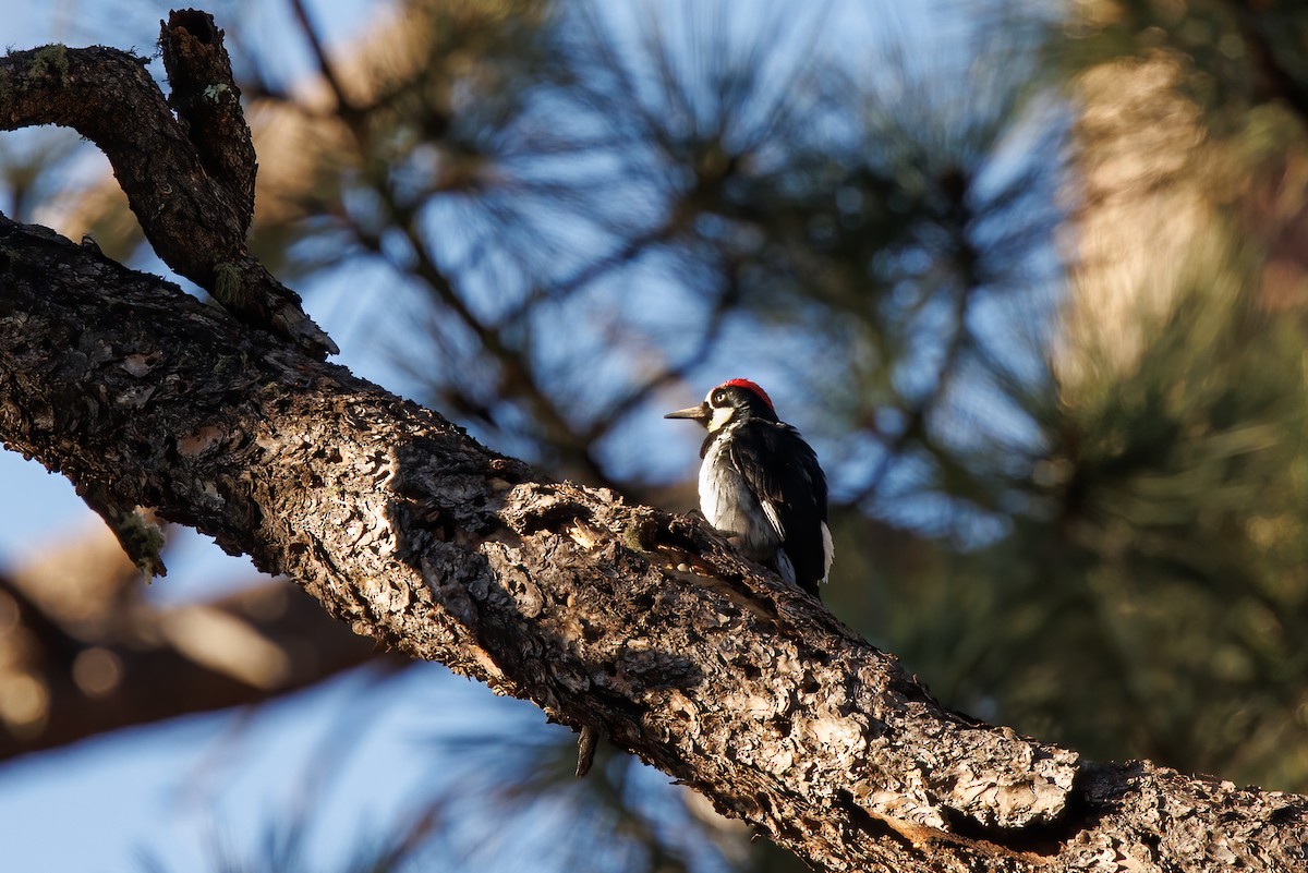 Acorn Woodpecker - Dave Brooke