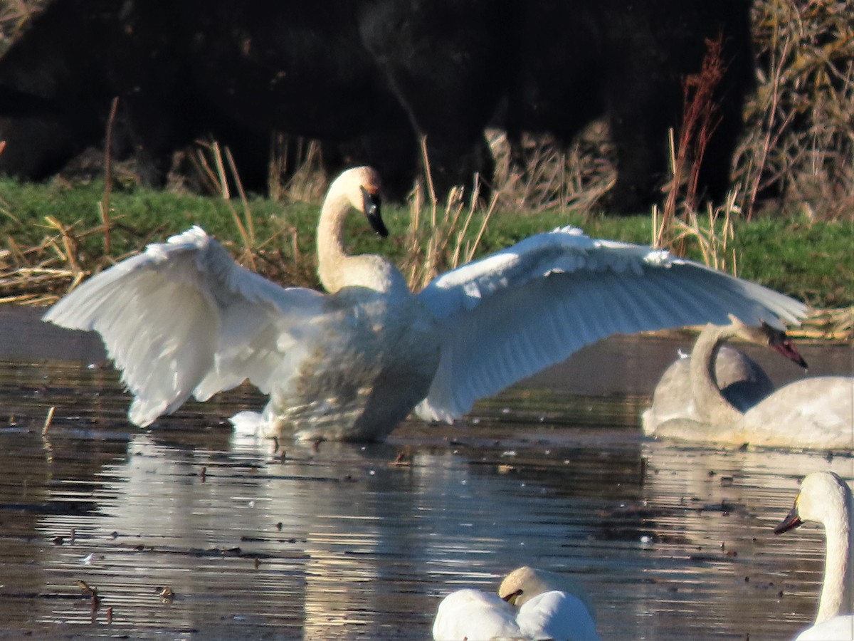 Cisne Trompetero - ML392807601