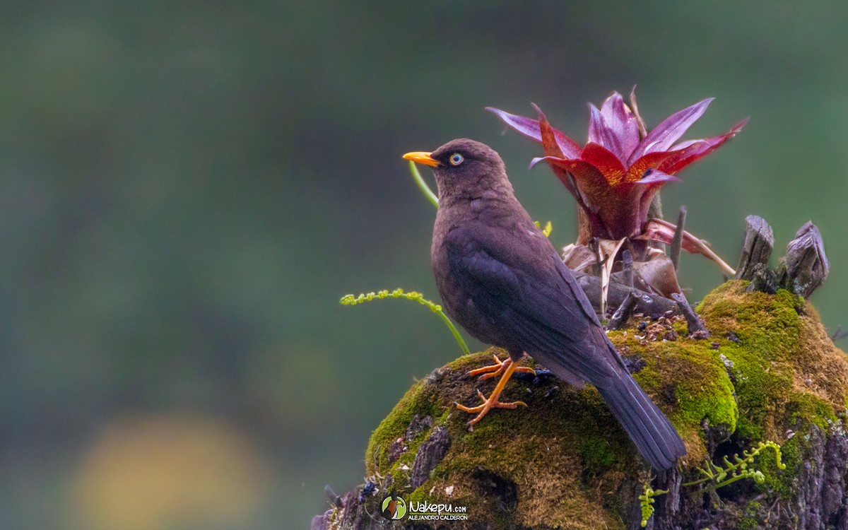 Sooty Thrush - ML392807621